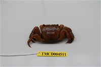 藏品(中型東方蟹)的圖片